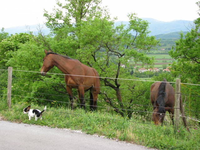 Kako so veliki