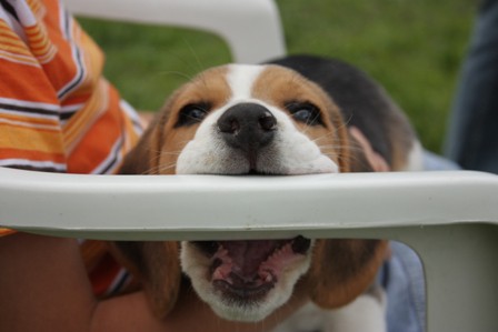 Beagle piknik, Hrušica, 16.5.09 - foto povečava