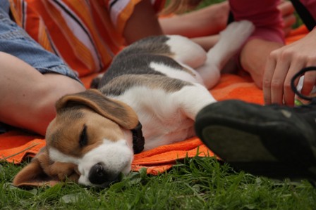 Beagle piknik, Hrušica, 16.5.09 - foto povečava