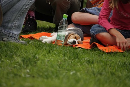 Beagle piknik, Hrušica, 16.5.09 - foto