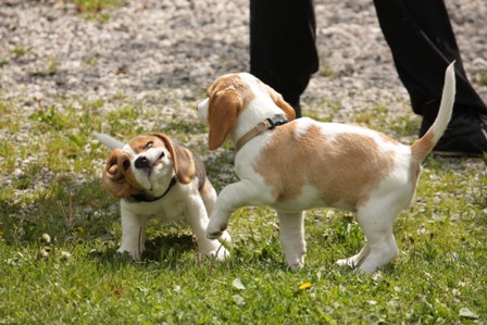 Beagle piknik, Hrušica, 16.5.09 - foto