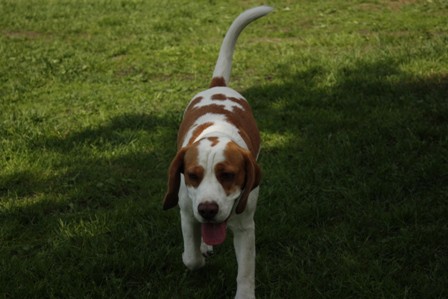 Beagle piknik, Hrušica, 16.5.09 - foto povečava