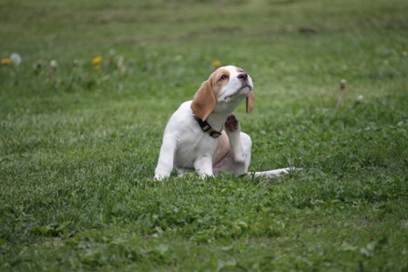 Beagle piknik, Hrušica, 16.5.09 - foto