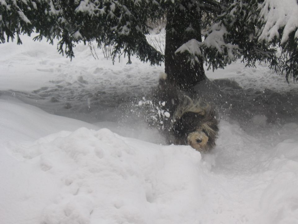 ZIMA 2009 - foto povečava