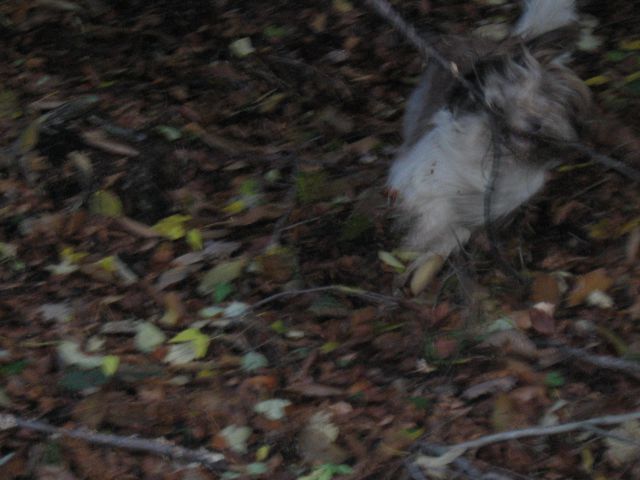 Schapendoes in Bearded colli jesen 2010 - foto