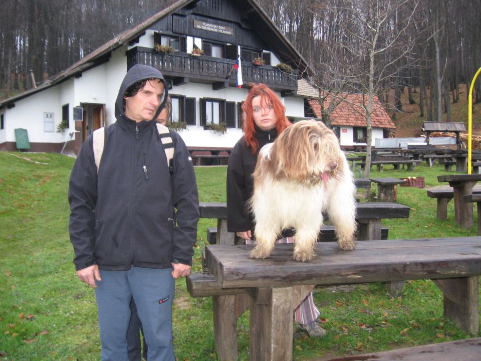 Schapendoes in Bearded colli jesen 2010 - foto povečava