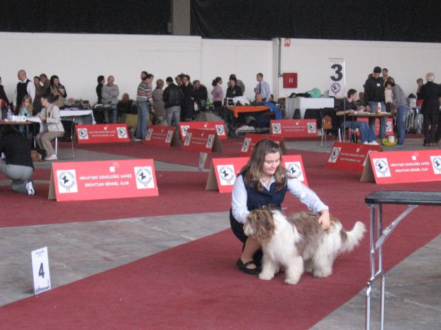 Schapendoes in Bearded colli jesen 2010 - foto