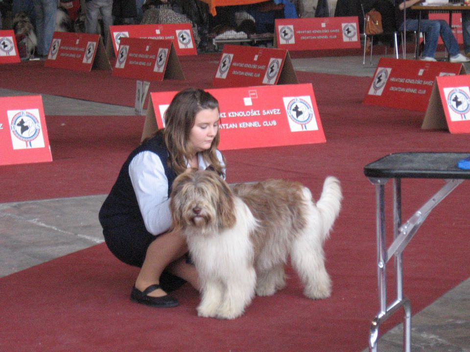 Schapendoes in Bearded colli jesen 2010 - foto povečava