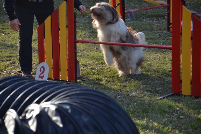 AGILITY - foto