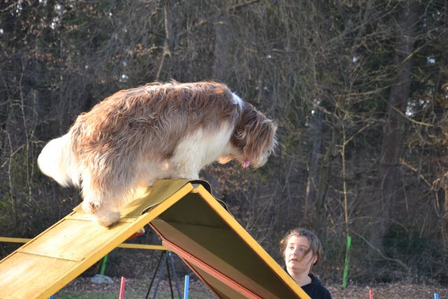 AGILITY - foto