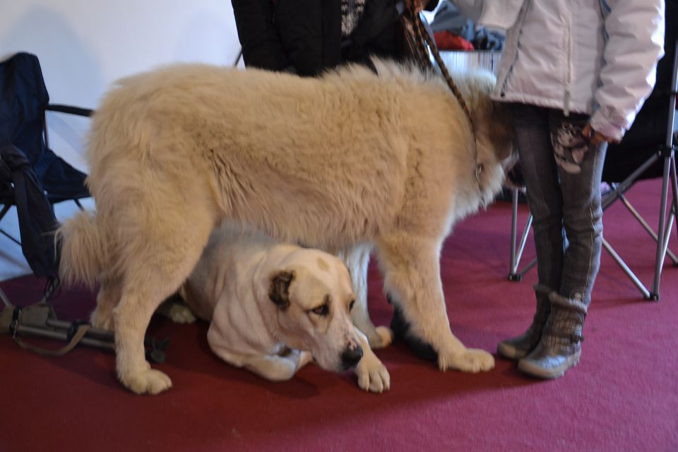 CACIB Padova in Benetke - foto povečava