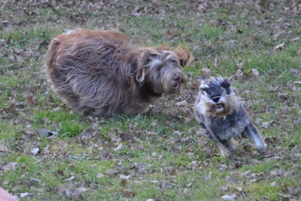 Najboljši prijatelji-best frends - foto povečava