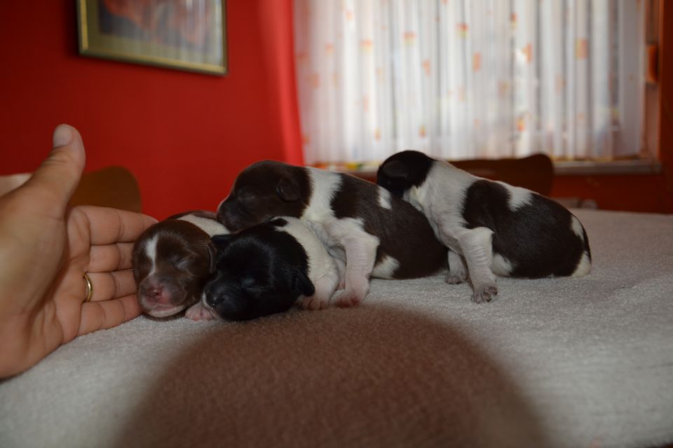 PUPPY - foto povečava