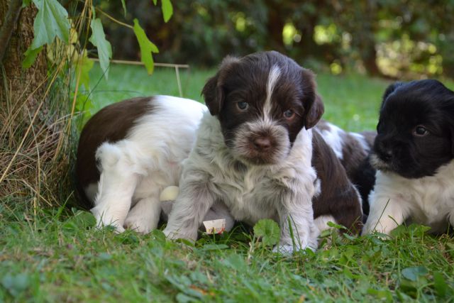 PUPPY - foto