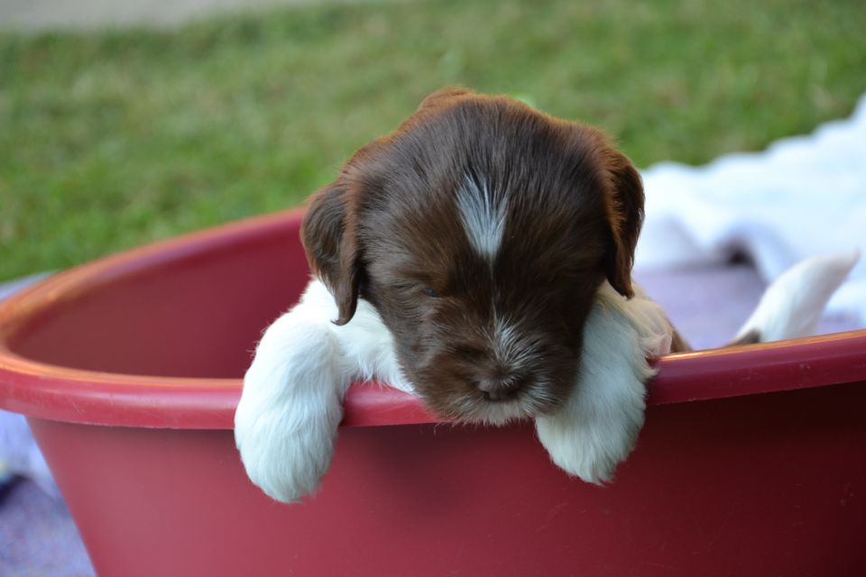 PUPPY - foto povečava