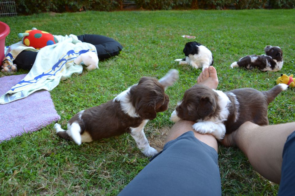 PUPPY - foto povečava