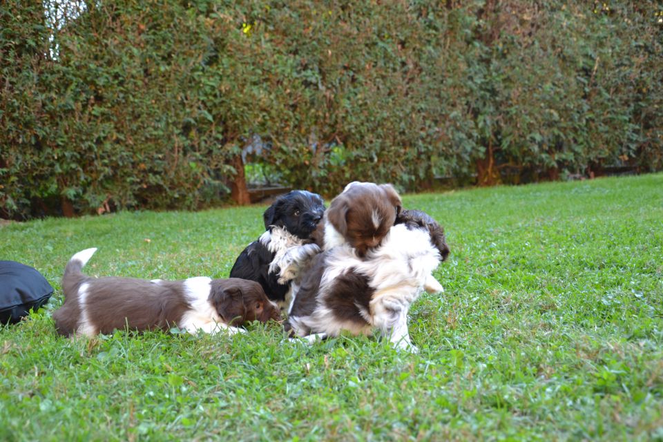 PUPPY - foto povečava