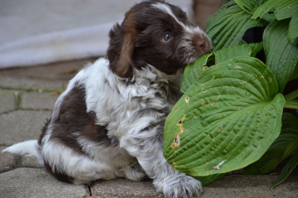 PUPPY - foto povečava