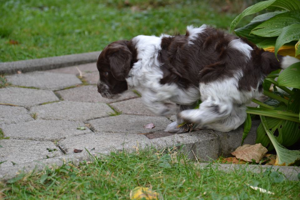 PUPPY - foto povečava