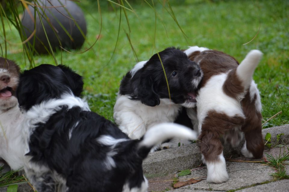 PUPPY - foto povečava