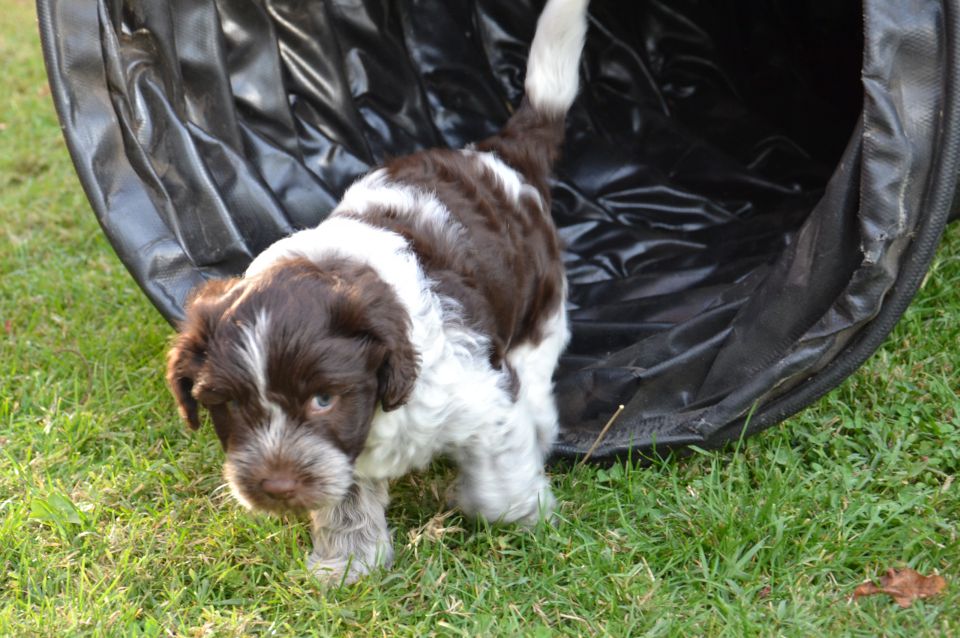 PUPPY - foto povečava