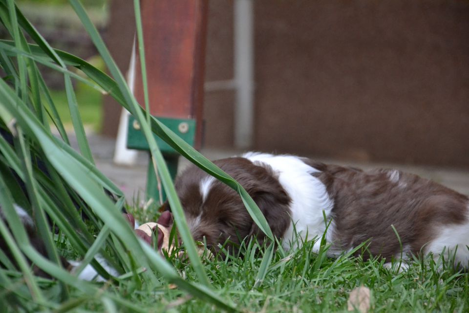 PUPPY - foto povečava