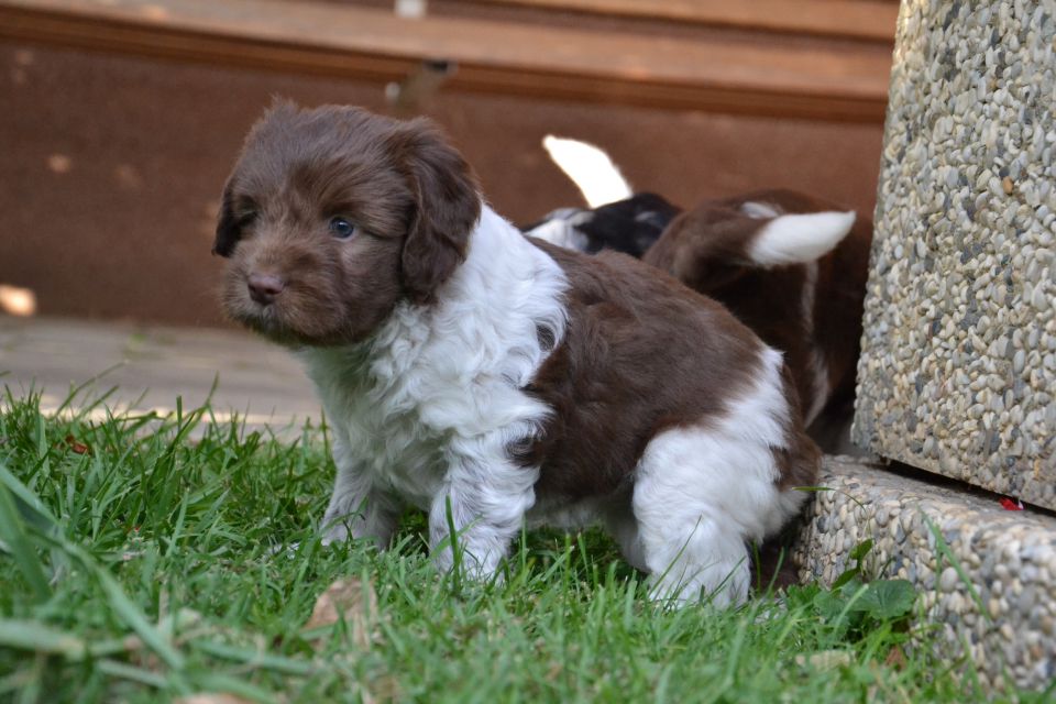 PUPPY - foto povečava