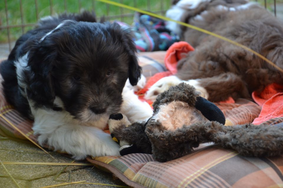 PUPPIES - foto povečava