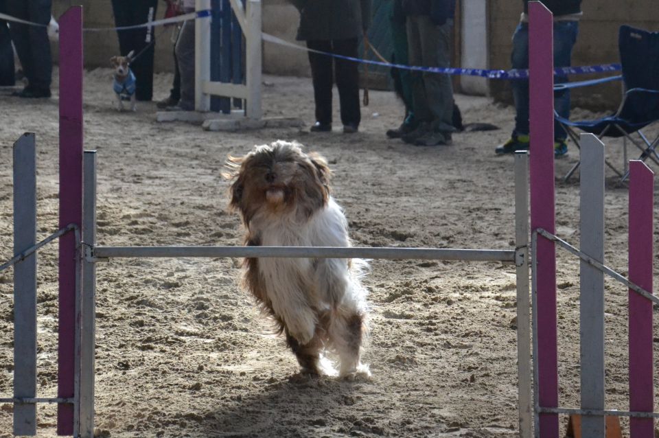 Agility-2 - foto povečava