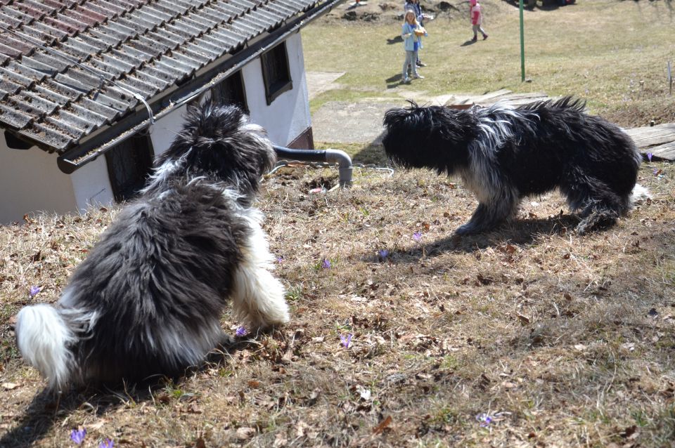 Prvo srečanje Schapijev - foto povečava