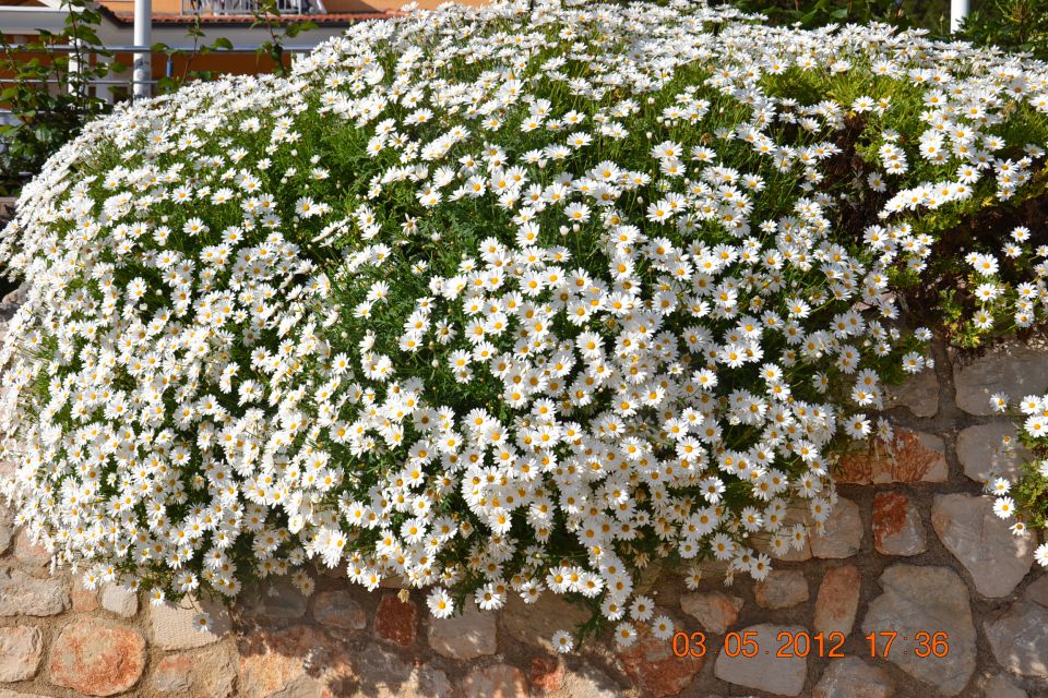 Mali Lošinj 2012 - foto povečava