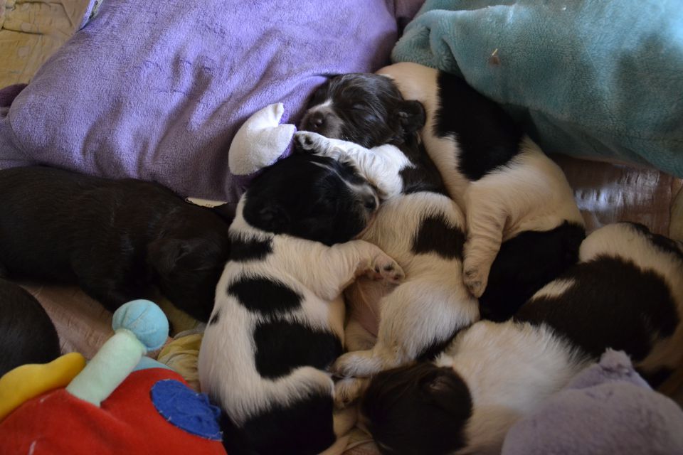 Puppies- mladički schapendoes - foto povečava