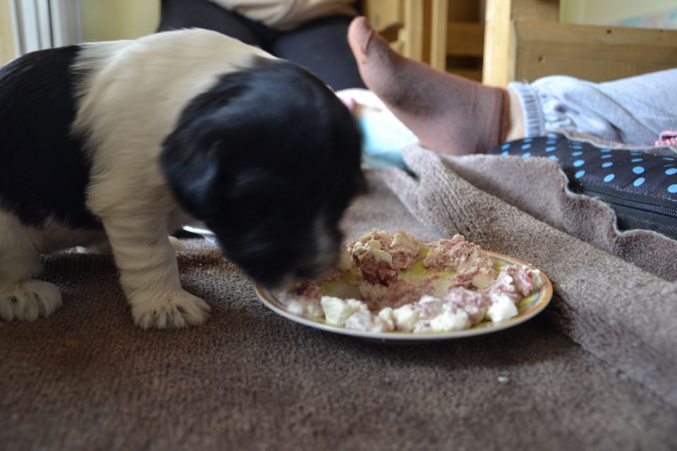 Puppies- mladički schapendoes - foto povečava