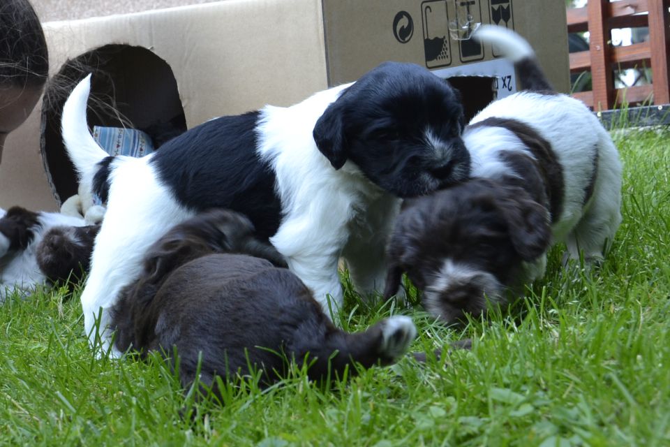 Puppies- mladički schapendoes - foto povečava