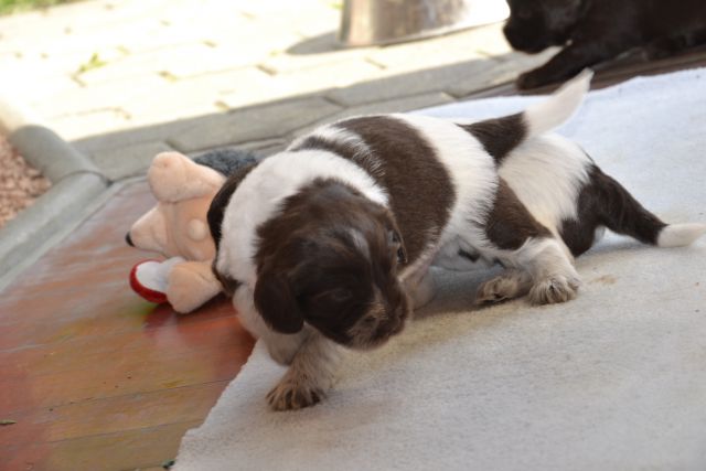 Puppies- mladički schapendoes - foto