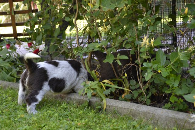 Puppies- mladički schapendoes - foto