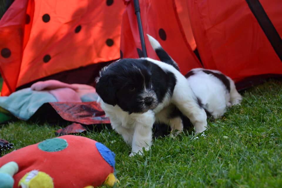 Puppies- mladički schapendoes - foto povečava