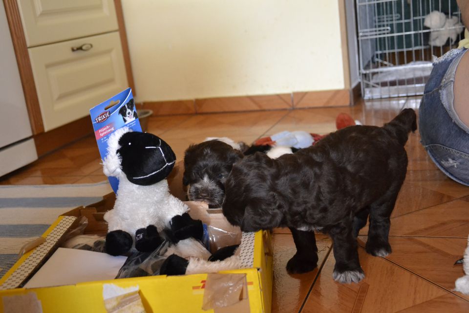 Puppies- mladički schapendoes - foto povečava