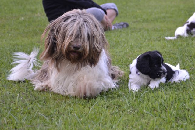 Puppies- mladički schapendoes - foto