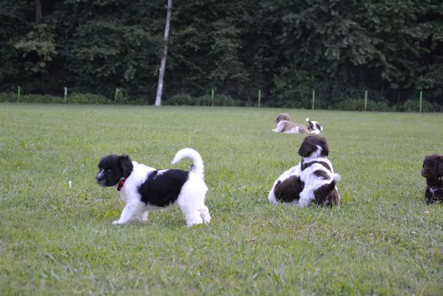 Puppies- mladički schapendoes - foto