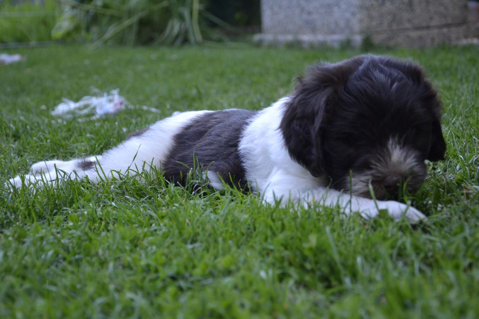 Puppies M - foto povečava