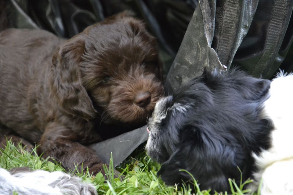 Puppies M - foto povečava