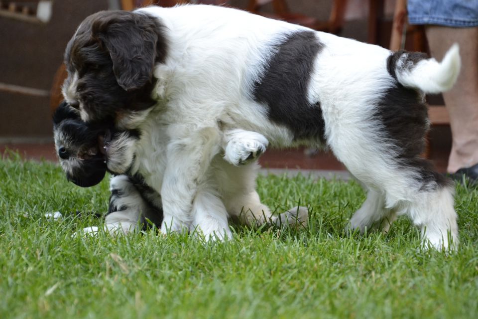 Puppies M - foto povečava