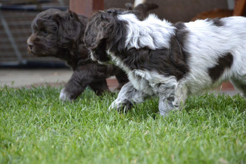 Puppies M - foto povečava