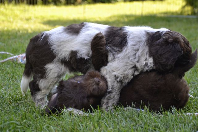 Puppies M - foto