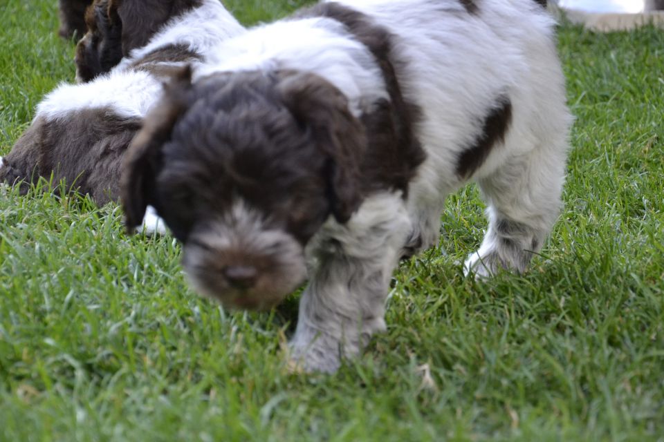 Puppies M - foto povečava