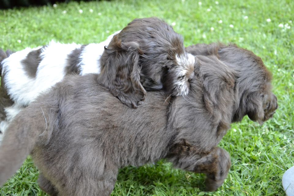 Puppies M - foto povečava