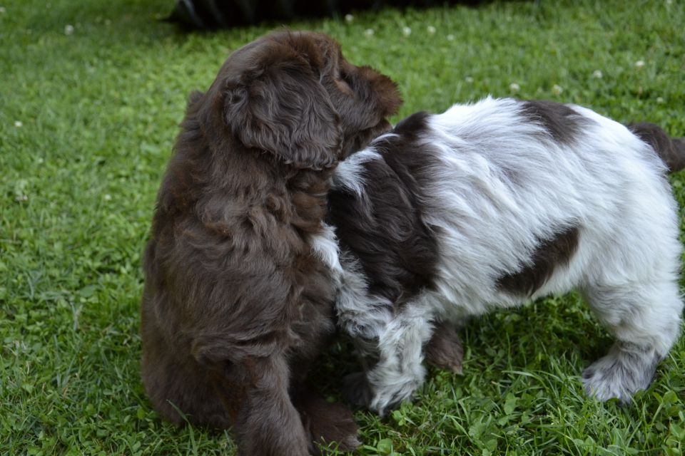 Puppies M - foto povečava