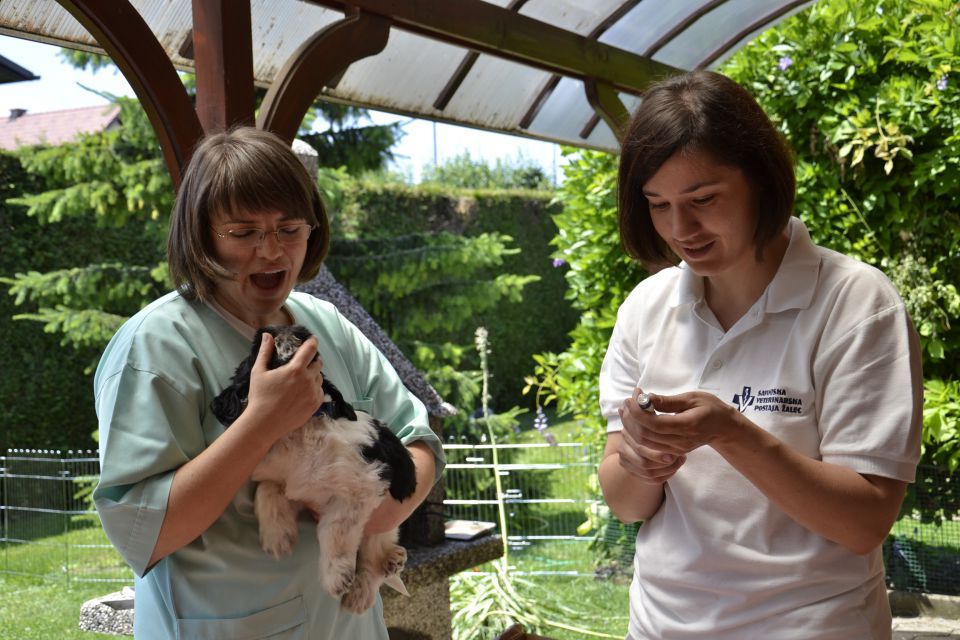 Puppies M - foto povečava