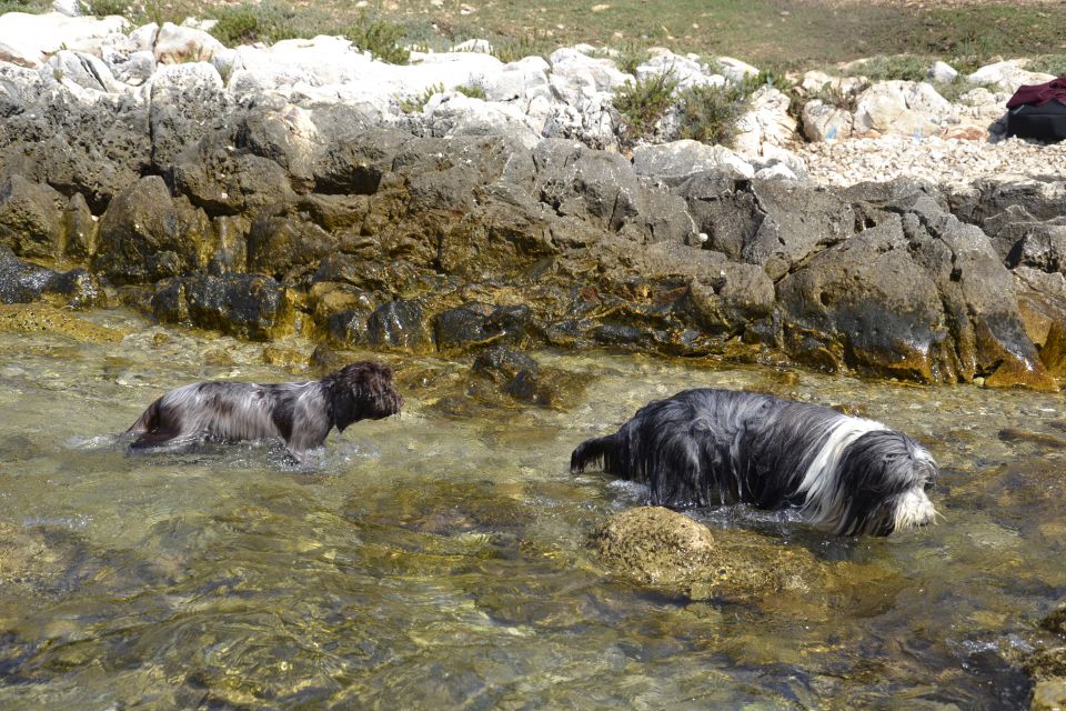 Puppies 2 - foto povečava